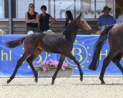 dressage horse Fayalit 3 (German Sport Horse, 2018, from Rock Forever NRW)