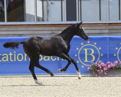 dressage horse Maienblüte (German Sport Horse, 2018, from Glock's Dream Boy)