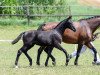 dressage horse Bon Noir v.M. (German Sport Horse, 2018, from Bon Coeur)