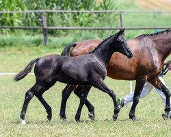 dressage horse Bon Noir v.M. (German Sport Horse, 2018, from Bon Coeur)