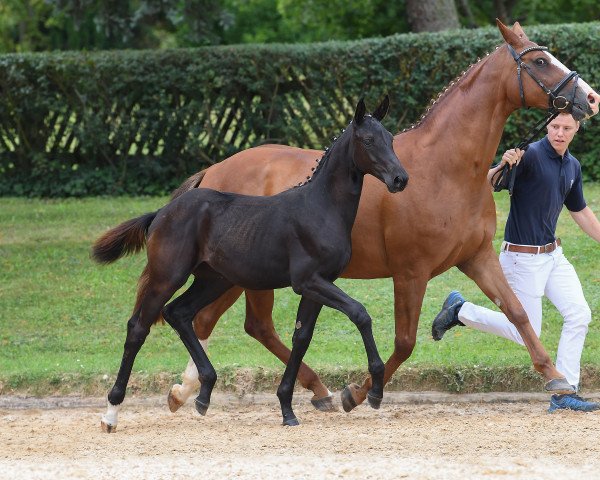 dressage horse Stute von Daybreak M (Bavarian, 2018, from Daybreak M)