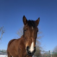 Zuchtstute Ollanner Joanne (New-Forest-Pony, 2002, von Wootton Dancing Lord)