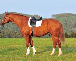 dressage horse Don Bellini H (Hanoverian, 2003, from Don Bosco)