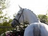 dressage horse Dario 109 (Hanoverian, 2001, from Dacaprio)