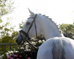 dressage horse Dario 109 (Hanoverian, 2001, from Dacaprio)