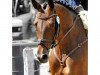 broodmare Sundance 74 (Oldenburg, 2008, from Sungold 2)