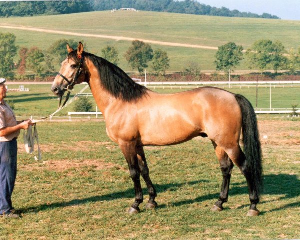 stallion Martalóc (Holsteiner, 1976, from Marlon xx)