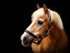 dressage horse Henk (Haflinger, 1991)