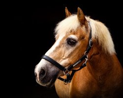 dressage horse Henk (Haflinger, 1991)