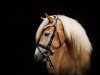 Dressurpferd Ashkii Avalon´s Heritage (Haflinger, 2015, von Alando)