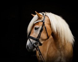 Dressurpferd Ashkii Avalon´s Heritage (Haflinger, 2015, von Alando)