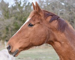 horse Esquipulas xx (Englisches Vollblut, 1998, from Unfuwain xx)