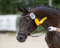 broodmare Kastella (Trakehner, 2012, from E.H. Millennium)