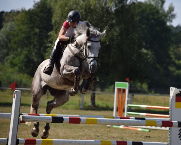 broodmare Askaria 8 (German Sport Horse, 2011, from Askari)