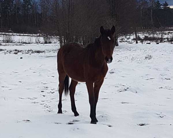 stallion Lirnik (polish noble half-breed, 2017, from Davinci)