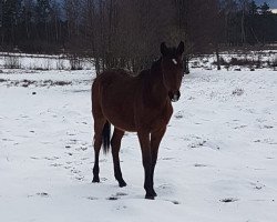 stallion Lirnik (polish noble half-breed, 2017, from Davinci)