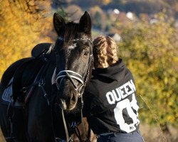 Springpferd Caesar 398 (Sächs.-Thür. Schweres Warmbl., 2013, von Carlos)