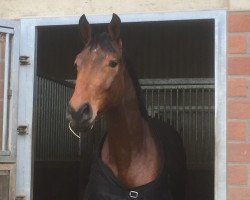 dressage horse Dolcefarniente N (Hanoverian, 2014, from Damsey FRH)