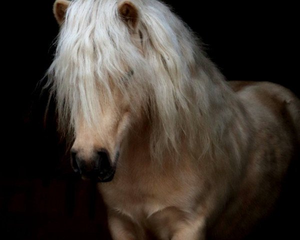 Deckhengst Monti (Shetland Pony, 2014, von Mc Momo II von Uda)