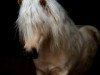 stallion Monti (Shetland Pony, 2014, from Mc Momo II von Uda)