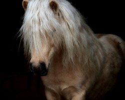 stallion Monti (Shetland Pony, 2014, from Mc Momo II von Uda)