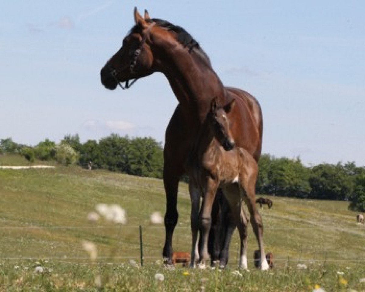broodmare Diamara (Württemberger, 2001, from Dormello)