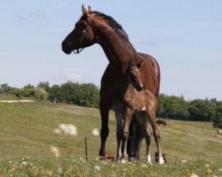 broodmare Diamara (Württemberger, 2001, from Dormello)