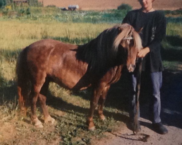 Zuchtstute Sarah (Shetland Pony, 1987, von Jerry)