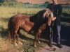 Zuchtstute Sarah (Shetland Pony, 1987, von Jerry)