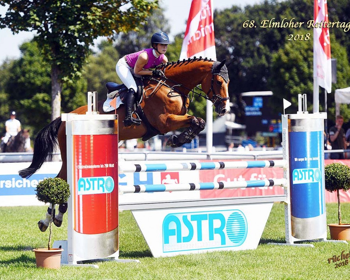 broodmare Cocofina (Hanoverian, 2013, from Carrico)