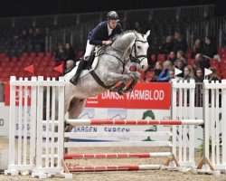 jumper J Boegegaardens Zidane (KWPN (Royal Dutch Sporthorse), 2014, from Zirocco Blue)