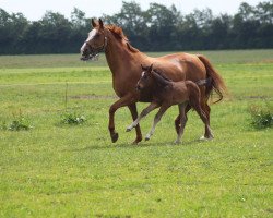 broodmare Lona (Hanoverian, 2001, from Londonderry)