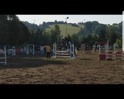 Springpferd Cuweria (Deutsches Sportpferd, 2012, von Conturio)