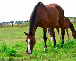 broodmare Granada (Hessian Warmblood, 1992, from Goldstern)