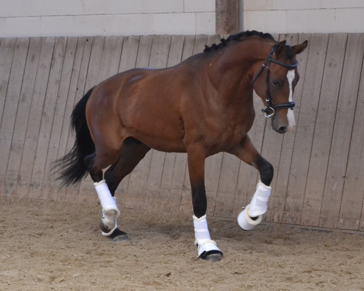 Deckhengst Danni (Deutsches Reitpony,  , von Biebosschen Dandy Lion)