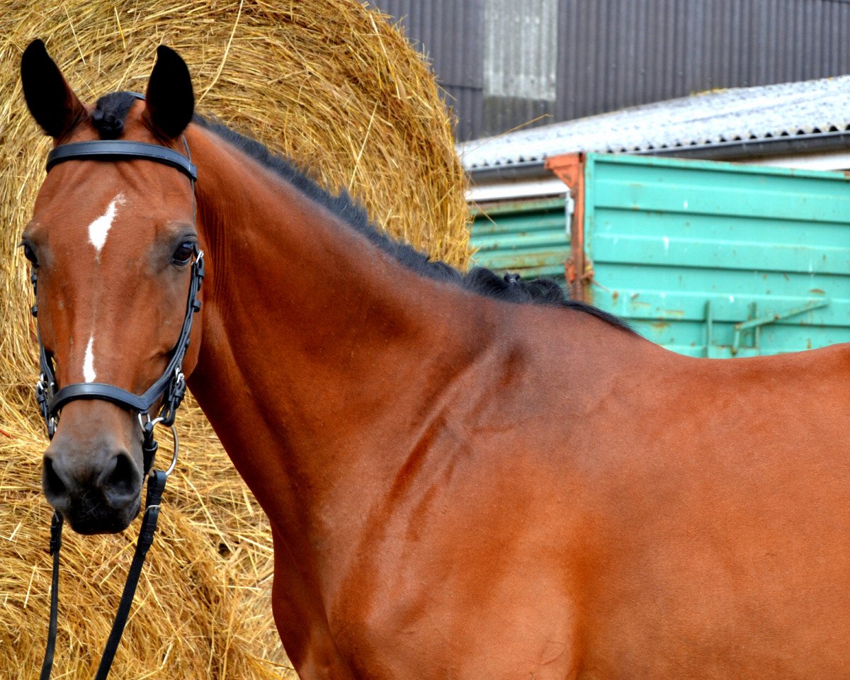 jumper Carlotta (Hanoverian, 2006, from Colander)