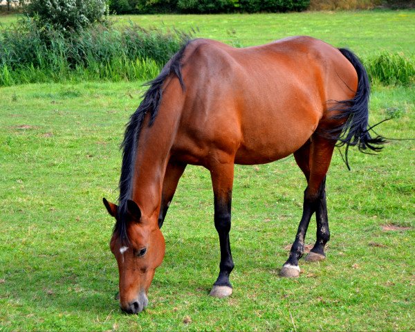 broodmare Shirley (Hanoverian,  , from Sir Shutterfly)