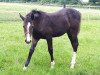 broodmare Plotti Blue Immo (Westphalian, 2017, from Plot Blue)