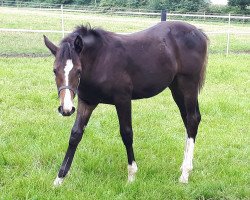 broodmare Plotti Blue Immo (Westphalian, 2017, from Plot Blue)