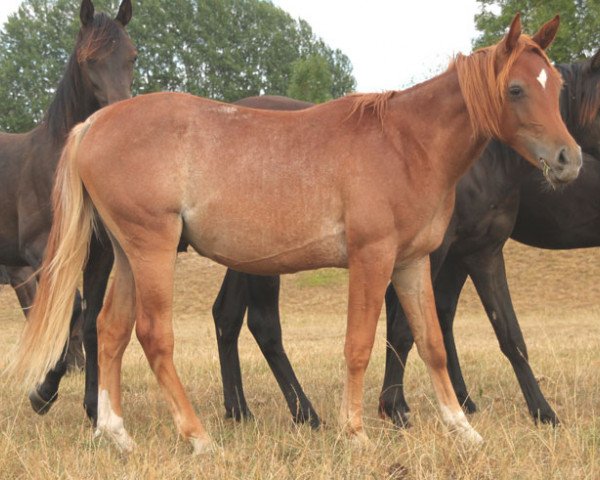 Pferd Azraff (Vollblutaraber, 2017)