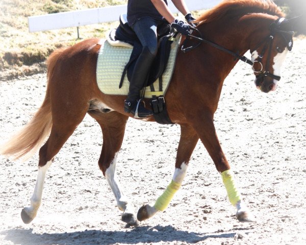 Springpferd Kloppo (Deutsches Reitpony, 2005, von Top Karetino)