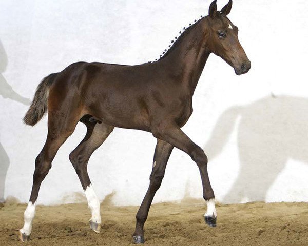 stallion Colani Von Worrenberg CH (Swiss Warmblood, 2007, from Catwalk IV)