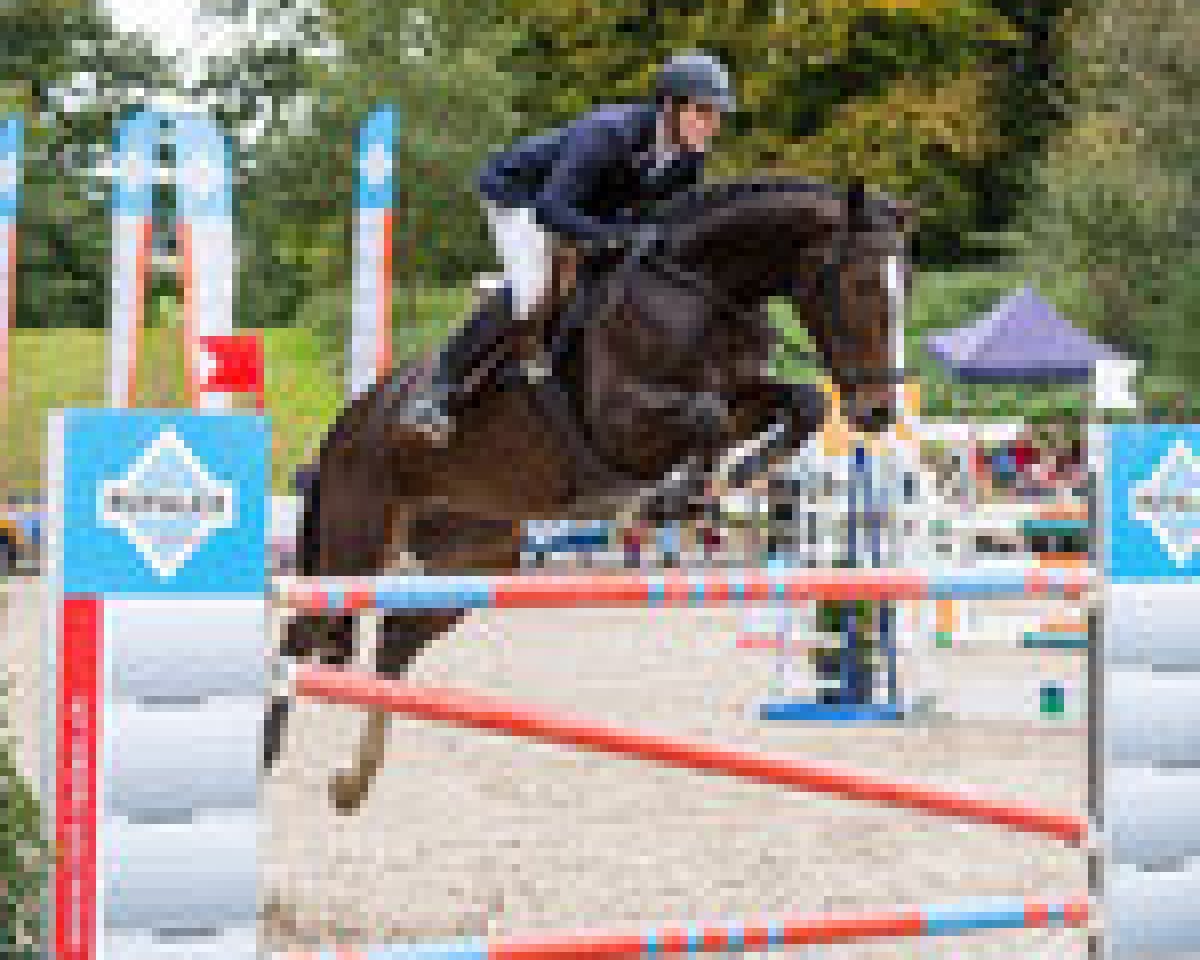jumper Colomera Von Hof Ch (Swiss Warmblood, 2008, from HRH Colombardo)