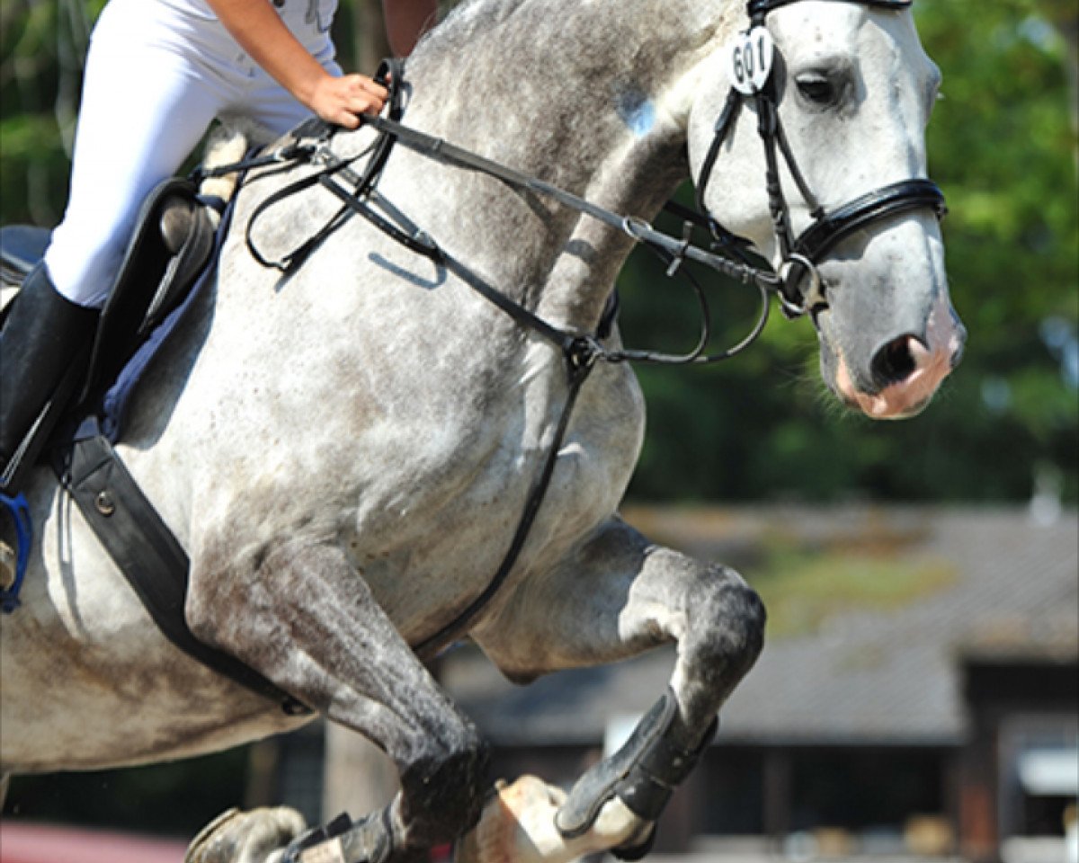 jumper Scooby Doo (German Warmblood, 2008, from Sensation 15)