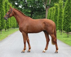 Springpferd Kik Star (KWPN (Niederländisches Warmblut), 2015, von Big Star Jr KZ)