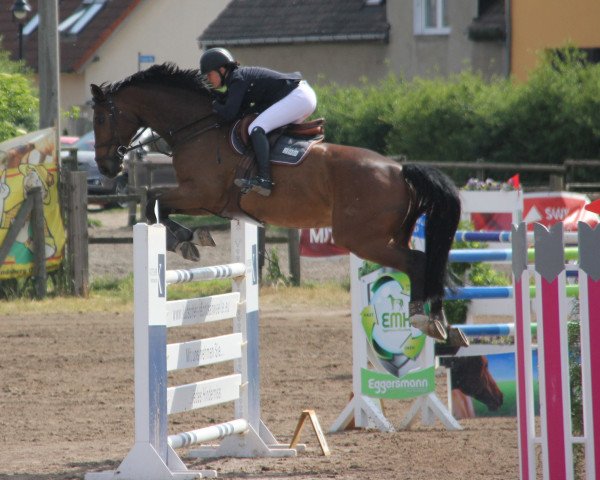 jumper Luis (German Sport Horse, 2007, from Lewinski)