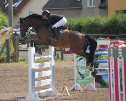 jumper Luis (German Sport Horse, 2007, from Lewinski)