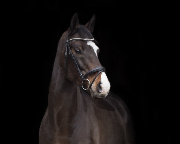 jumper Cascardeur 5 (German Sport Horse, 2011, from Carpathos)