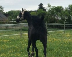 broodmare Halli Galli (Württemberger, 2005, from His Highness)