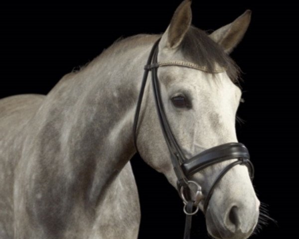 jumper Gracey (German Sport Horse, 2012, from Gepsom)